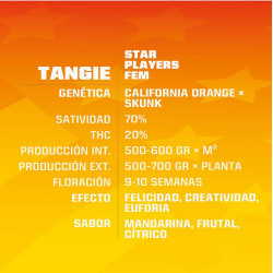 Sementes de Maconha Feminizadas Tangie | BSF Seeds Brasil