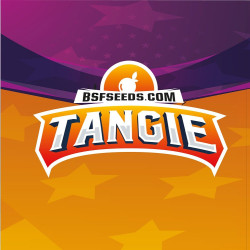 Sementes de Maconha Feminizadas Tangie | BSF Seeds Brasil