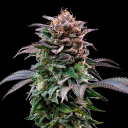 Sementes de Maconha Feminizadas Gorilla Banana Feminized | BSF Seeds Brasil