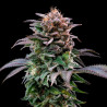 Sementes de Maconha Feminizadas Gorilla Banana Feminized | BSF Seeds Brasil