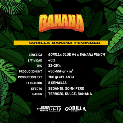 Sementes de Maconha Feminizadas Gorilla Banana Feminized | BSF Seeds Brasil