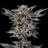 Sementes de Maconha Feminizadas Gorilla Glue 4 Feminized | BSF Seeds Brasil