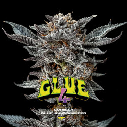 Sementes de Maconha Feminizadas Gorilla Glue 4 Feminized | BSF Seeds Brasil