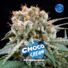 Sementes de Maconha Feminizadas Choco Cream Feminized | BSF Seeds Brasil