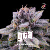 Sementes de Maconha Feminizadas GTA Feminized | BSF Seeds Brasil