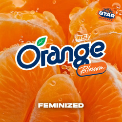 Sementes de Maconha Feminizadas Orange Blossom | BSF Seeds Brasil