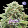Sementes de Maconha Feminizadas Moby D | BSF Seeds Brasil