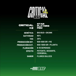 Sementes de Maconha Feminizadas Critical +2 | BSF Seeds Brasil