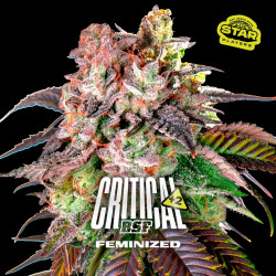 Sementes de Maconha Feminizadas Critical +2 | BSF Seeds Brasil